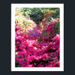 Póster Fotografía floral Rhododendron sin título<br><div class="desc">Azaleas y rododendros - Jardín Vincennes, París.</div>