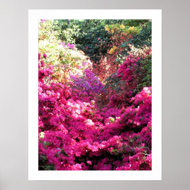 Póster Fotografía floral Rhododendron sin título (Frente)