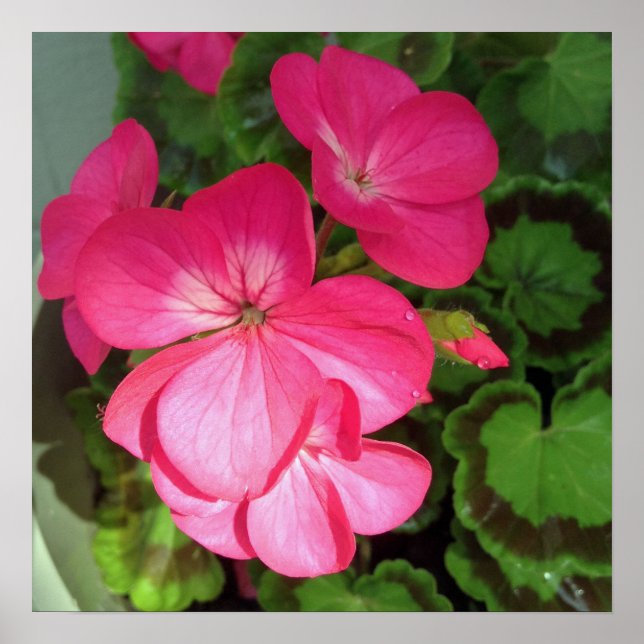 Póster Fotografía floral rosa (Frente)
