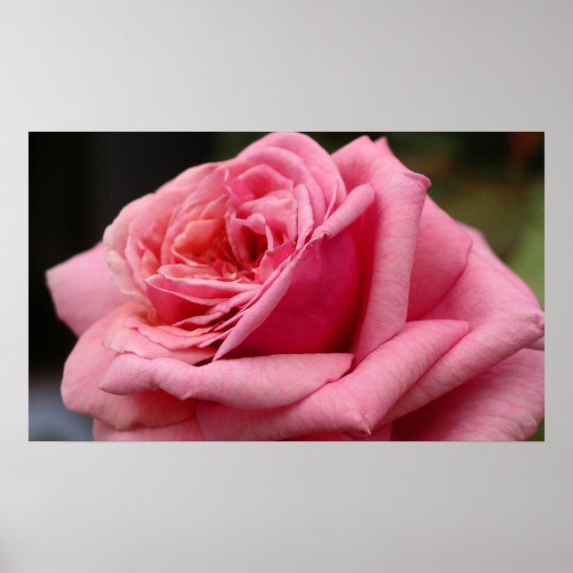 Póster Fotografía floral Rosa I Bonito (Frente)