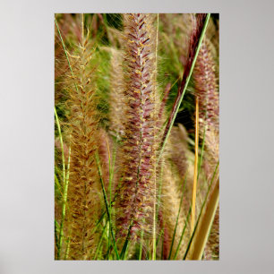 Póster Fotografía fotográfica de macro pasto Foxtail