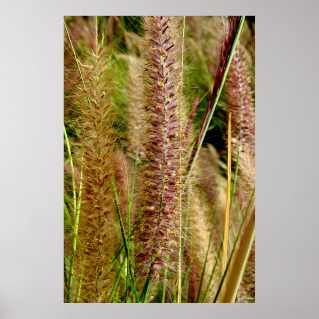 Póster Fotografía fotográfica de macro pasto Foxtail (Frente)