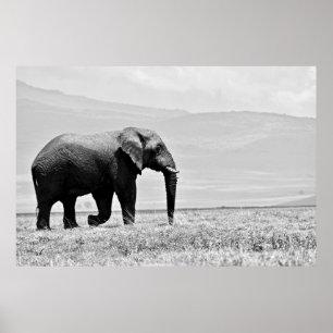 PÓSTER FOTOGRAFÍA GRAYSCALE DE ELEFANTE