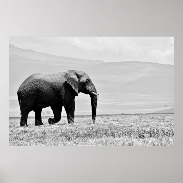 PÓSTER FOTOGRAFÍA GRAYSCALE DE ELEFANTE (Frente)