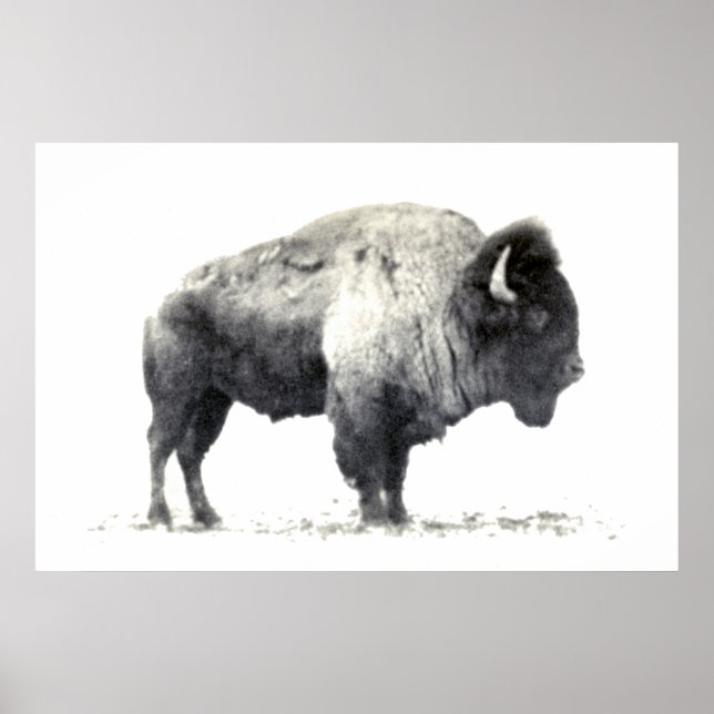 Póster Fotografía histórica de American Bison (Frente)