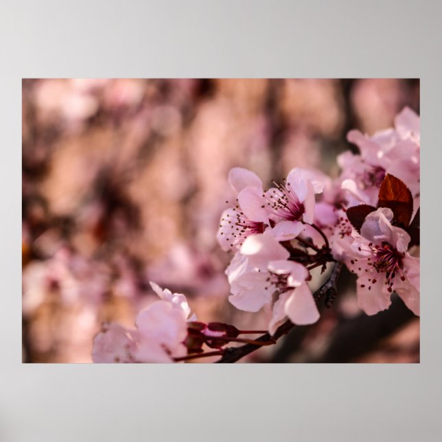 PÓSTER FOTOGRAFÍA MACRO DE BLOQUEAR BLOSSOMS DE CÉERRÍA R (Frente)