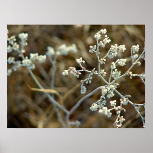 Póster Fotografía macro de planta blanca bonita