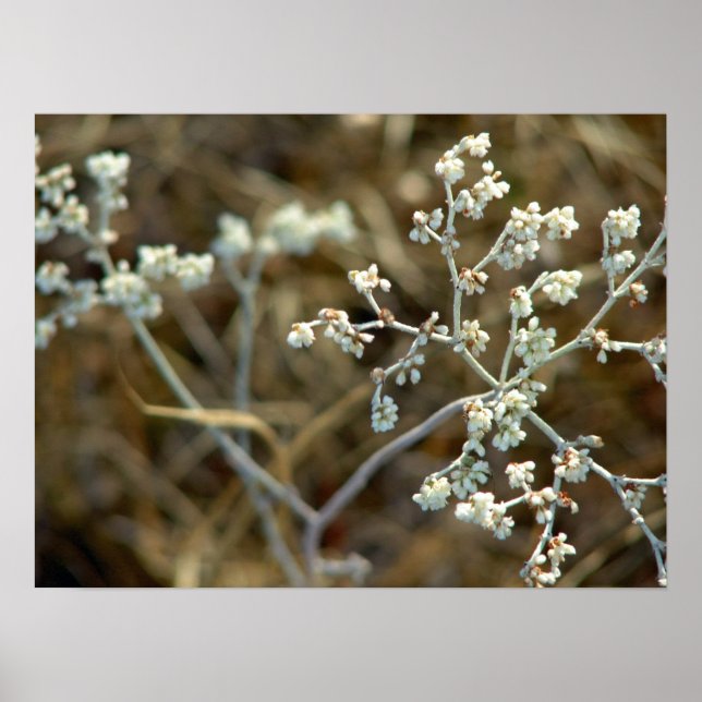 Póster Fotografía macro de planta blanca bonita (Frente)