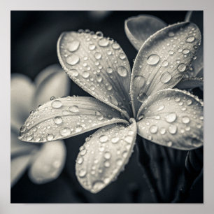Póster Fotografía Macro de Plumeria Monocromática Etérea