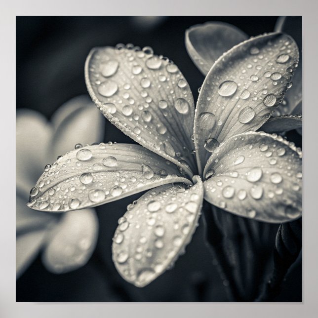 Póster Fotografía Macro de Plumeria Monocromática Etérea (Frente)