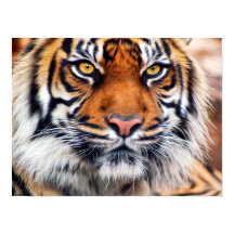 Fotografía masculina siberiana de pintura al tigre