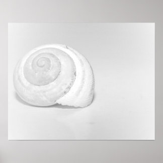 Póster Fotografía minimalista de concha de caracol blanco
