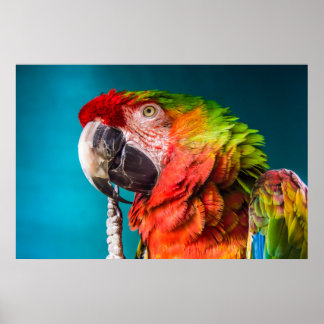 Póster Fotografía moderna de loro