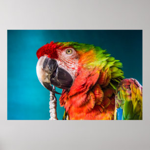 Póster Fotografía moderna del loro