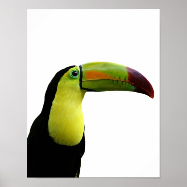 Póster Fotografía moderna exótica de animales turcos (Frente)