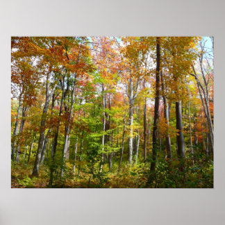Póster Fotografía paisajística de otoño en el bosque otoñ