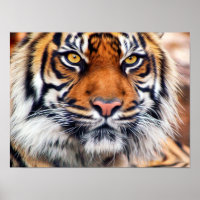 Fotografía pintada de tigre siberiano macho