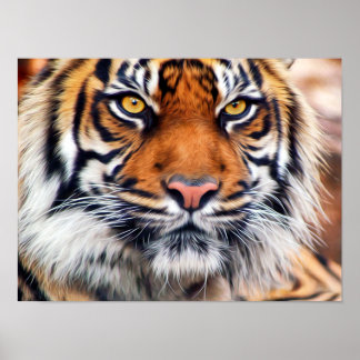 Póster Fotografía pintada de tigre siberiano macho