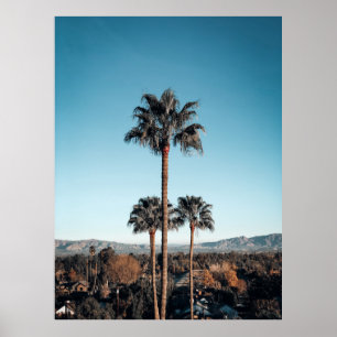 Póster Fotografía poco profunda de palmeras por la mañana