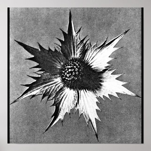 Póster Fotografía poster-vintage-Karl Blossfeldt 27 (Frente)