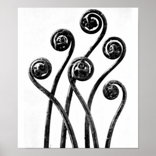 Póster Fotografía poster-Vintage-Karl Blossfeldt 8