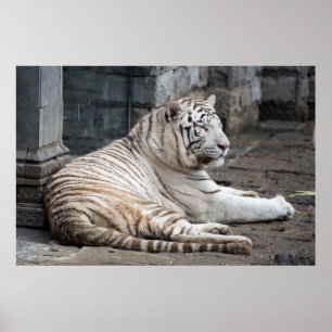 Póster Fotografía relajada del tigre blanco bengalí