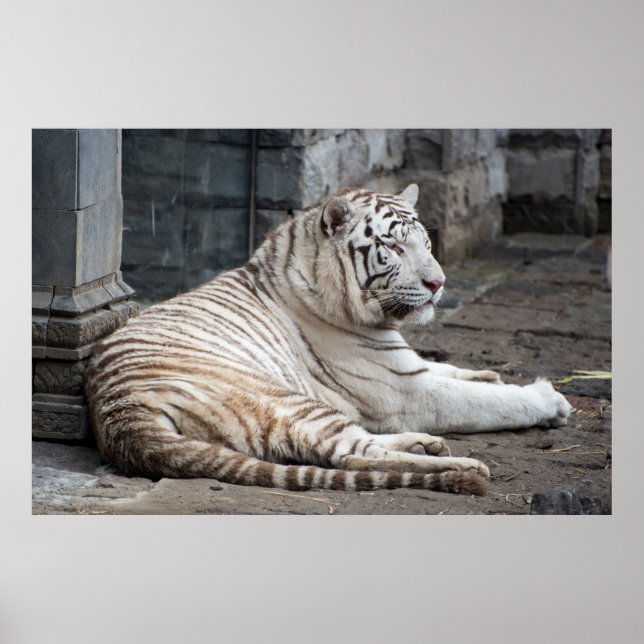 Póster Fotografía relajada del tigre blanco bengalí (Frente)