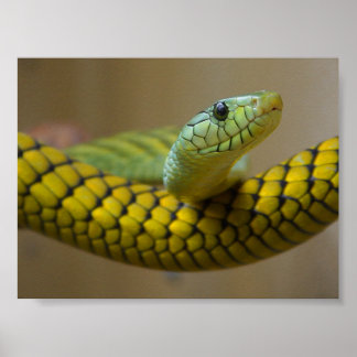 PÓSTER FOTOGRAFÍA REPTILE DE SNAKE DE ESCALA AMARILLA VER