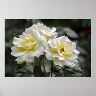 Póster Fotografía Rosa Blanca