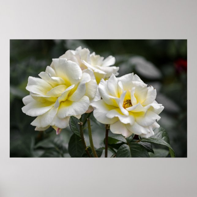 Póster Fotografía Rosa Blanca (Frente)