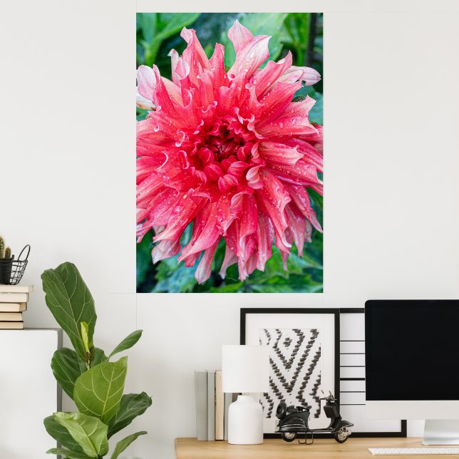 Póster Fotografía rosa de Dahlia, belleza canadiense (Oficina en casa)