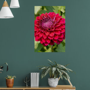 Póster Fotografía rosa de Dahlia, flor canadiense