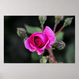 Póster fotografía rosa rosa y capullos