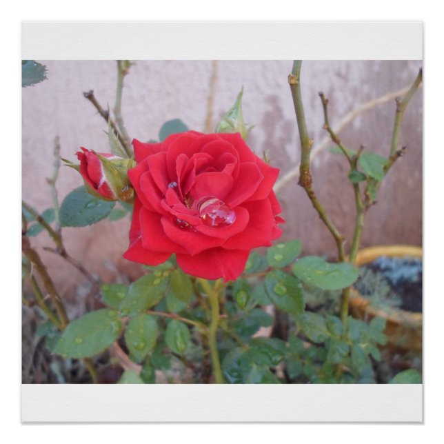 Póster fotografia rosas  (Anverso)