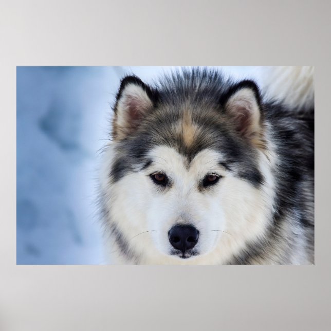 Póster Fotografía siberiana del perro Husky (Frente)