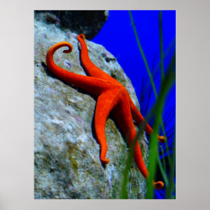 Póster FOTOGRAFÍA STARFISH DE BRIGHT RED starfish-452926