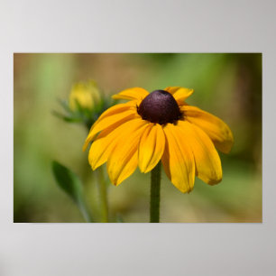Póster Fotografía Susan Flower Black Eyed