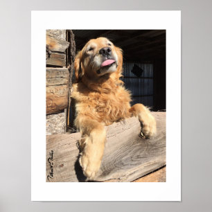 Póster Fotografía Tonta de Retriever Dorado