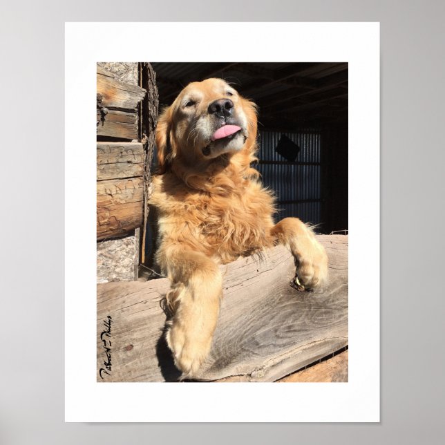 Póster Fotografía Tonta de Retriever Dorado (Frente)