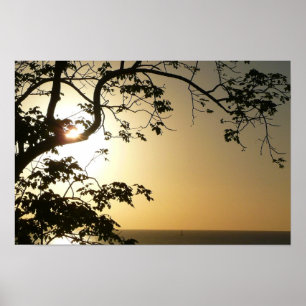 Póster Fotografía Tropical Atardecer a Través de Árboles