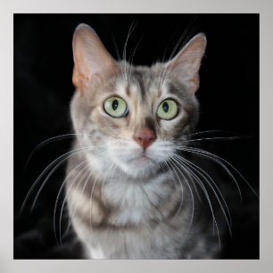 Póster Fotografía veteada azul raro del gato de Bengala