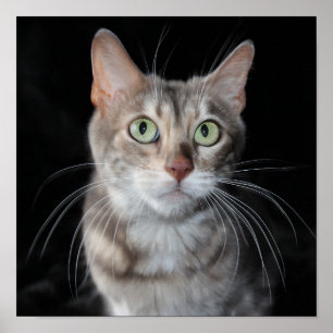 Póster Fotografía veteada azul raro del gato de Bengala