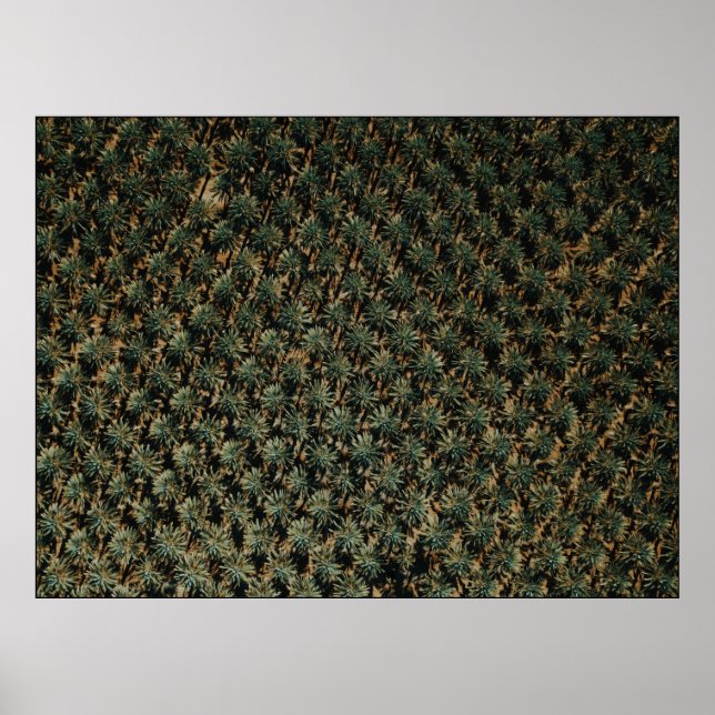 Póster Fotografía vista por pájaro de palmeras (Frente)