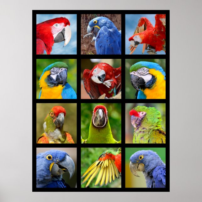 Póster Fotografías de mosaico de loros (Frente)