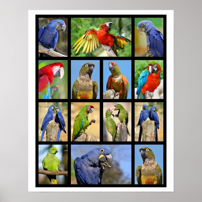 Póster Fotografías de mosaico de loros (Frente)