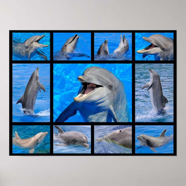 Póster Fotografías de mosaicos de delfines (Frente)