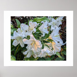 Póster fotográfico de flor de lirio blanco en flor