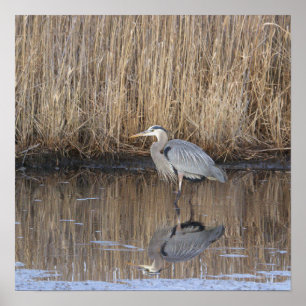 Póster fotográfico de garza azul grande