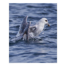 Poster fotográfico de naturaleza Fulmar