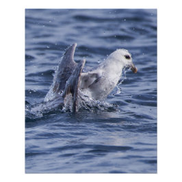 Poster fotográfico de naturaleza Fulmar